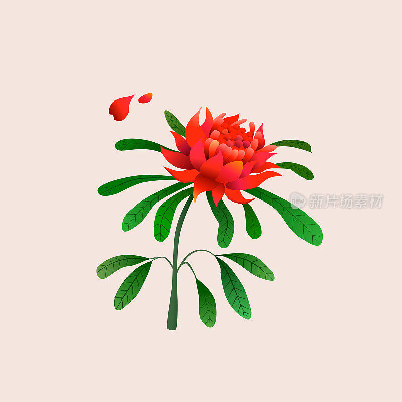 澳大利亚的一种花，拉丁语Telopea speciosissima。红色盛开的奇异花朵，长着绿色的花瓣。